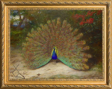 Tranh sơn dầu khổng tước Thorburn Peacock Butterfly Bird Plumage